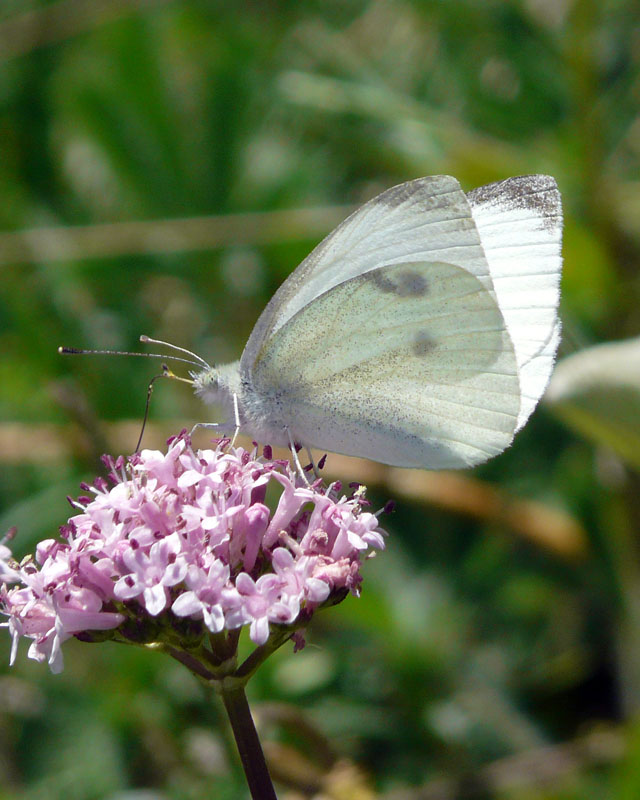 Pieris da identificare